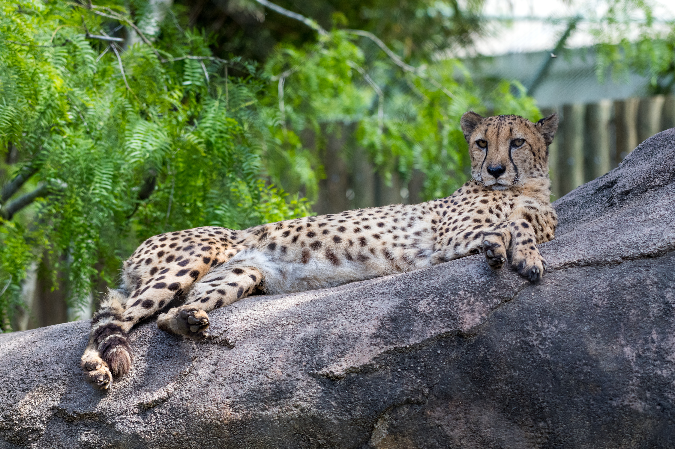 Mourning the Loss of Elderly Cheetah, Kiburi - The Houston Zoo