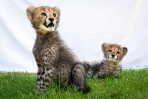Meet Dash and Dinari!