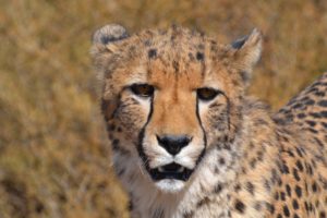 Chasin’ Cheetahs (4-5 Years)