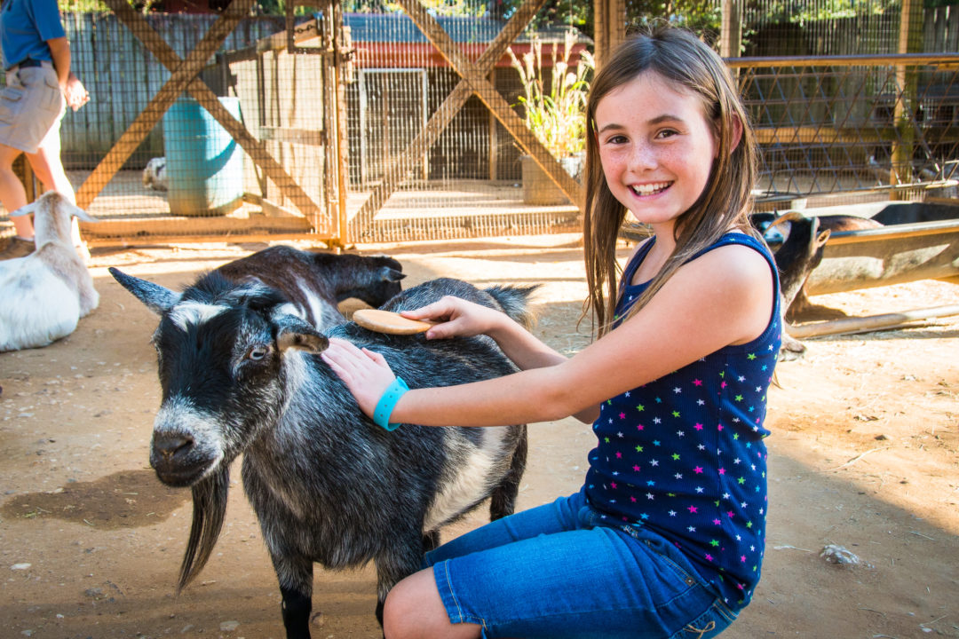 young girl smiling while petting zoo goat in Children's Zoo