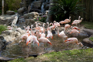 Chilean Flamingo