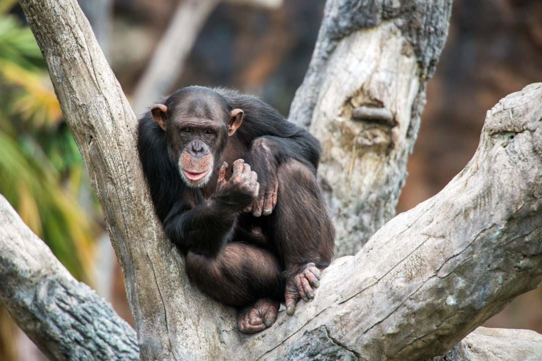 Animal webcam. Chimpanzee named Azalea. Keeping a Chimp at Home..