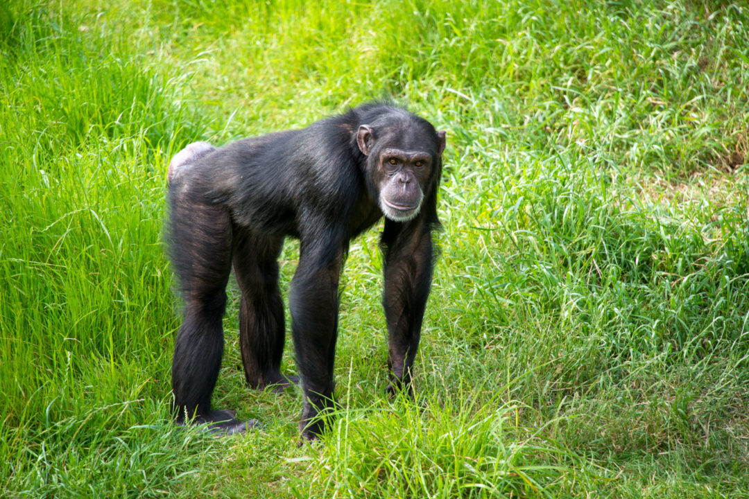 virtual zoo tour india