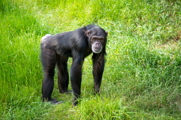 2018 Action for Apes Results