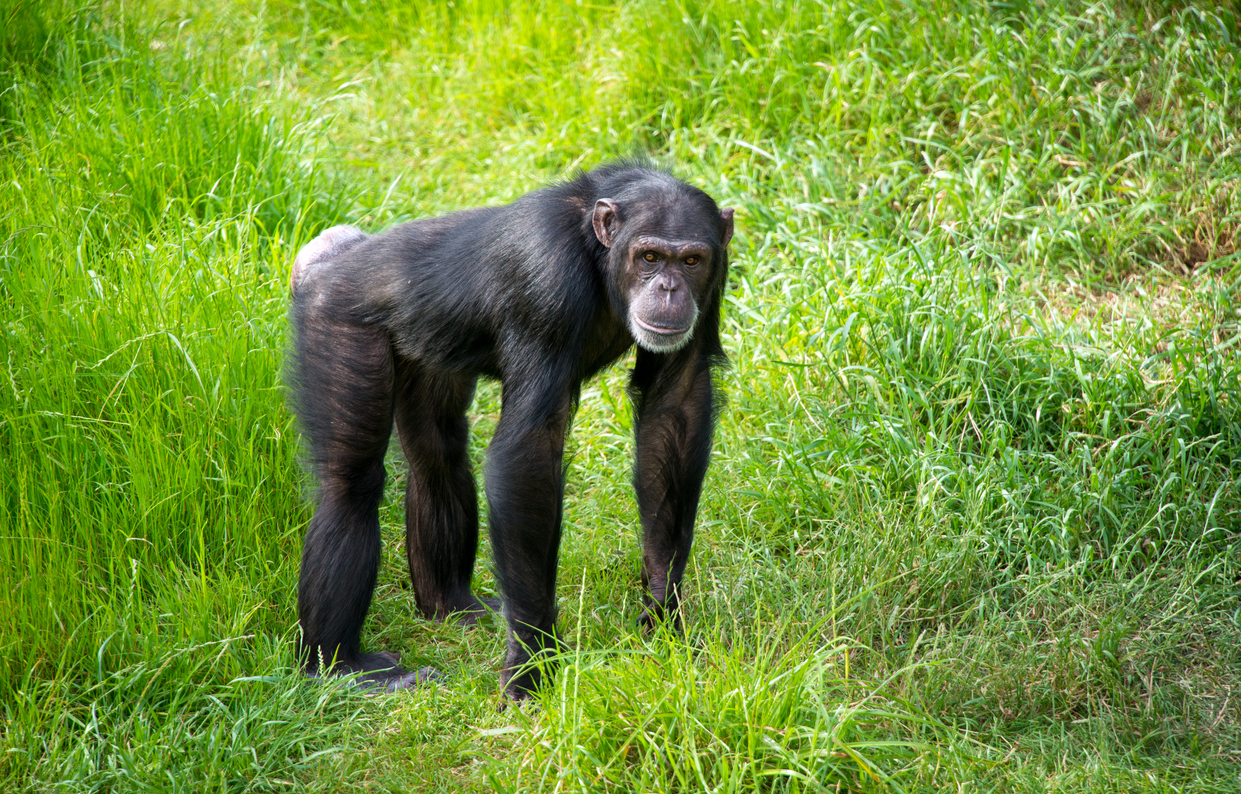 2018 Action for Apes Results The Houston Zoo