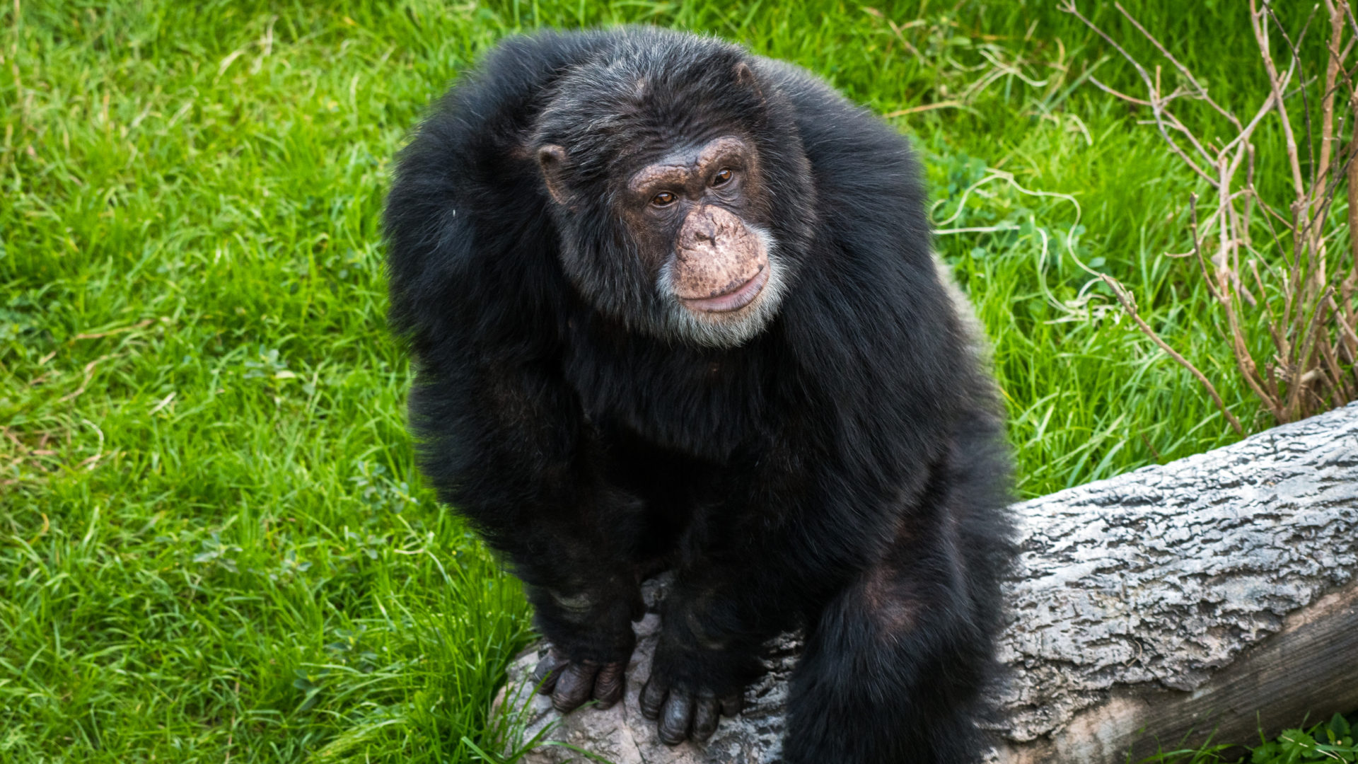 Chimpanzee - The Houston Zoo