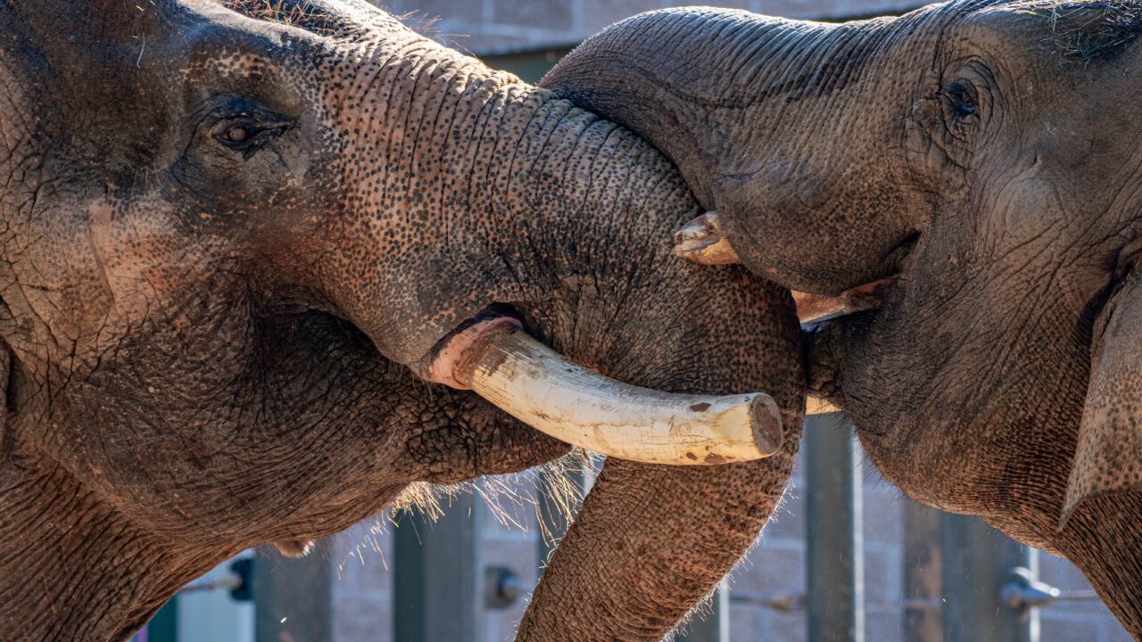 Houston Zoo Asian Elephant Thai