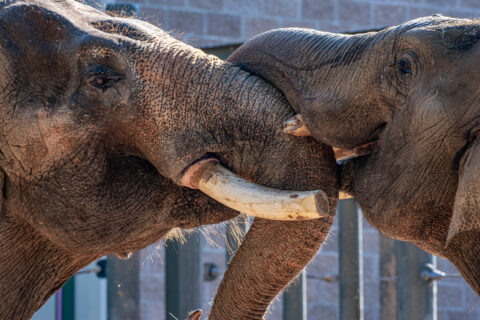 Houston Zoo Asian Elephant Thai