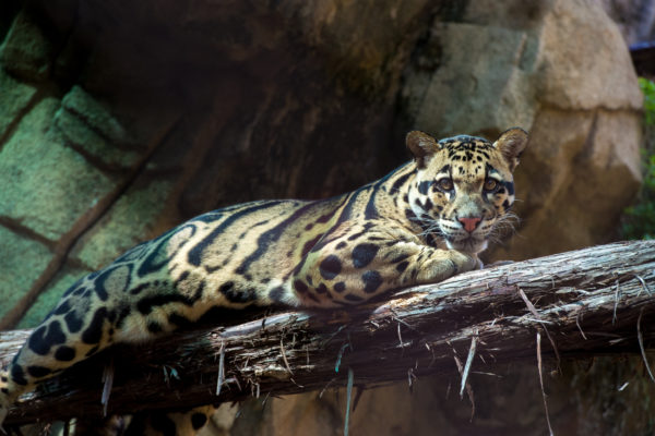 clouded leopard laying on tree branch