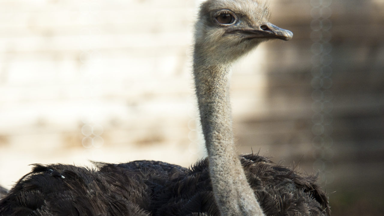 up-close shot of ostrich outside