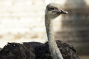 Ostrich