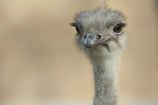 Ostrich - The Houston Zoo