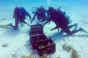 Member Morning: Conservation Heroes