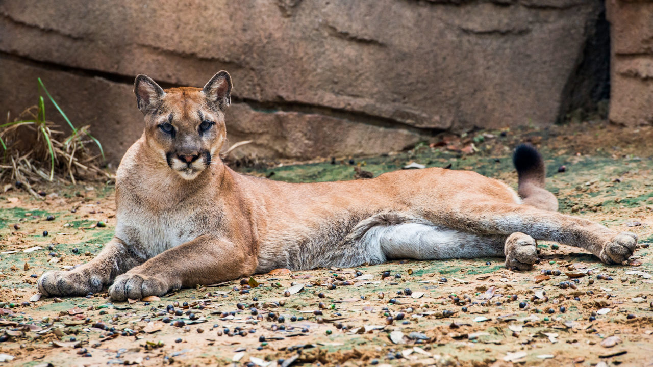 cougar laying down in habitat