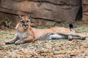 Cougar