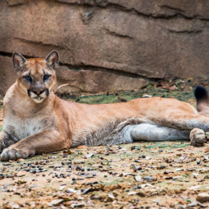 Adopt an Animal - The Houston Zoo