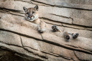 Remembering Shasta