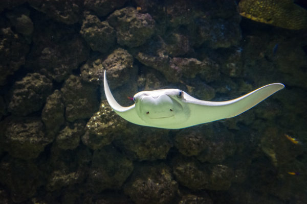 cownose stingray swimming