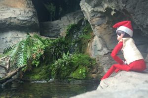 Dandy the Elf Returns Home to the North Pole