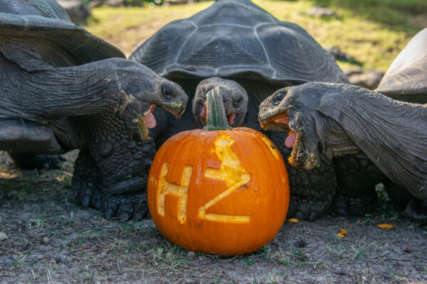 Get Ready for Some Gourd Times at Houston Zoo