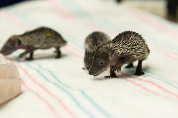 Tiny Tenrecs Born at the Houston Zoo