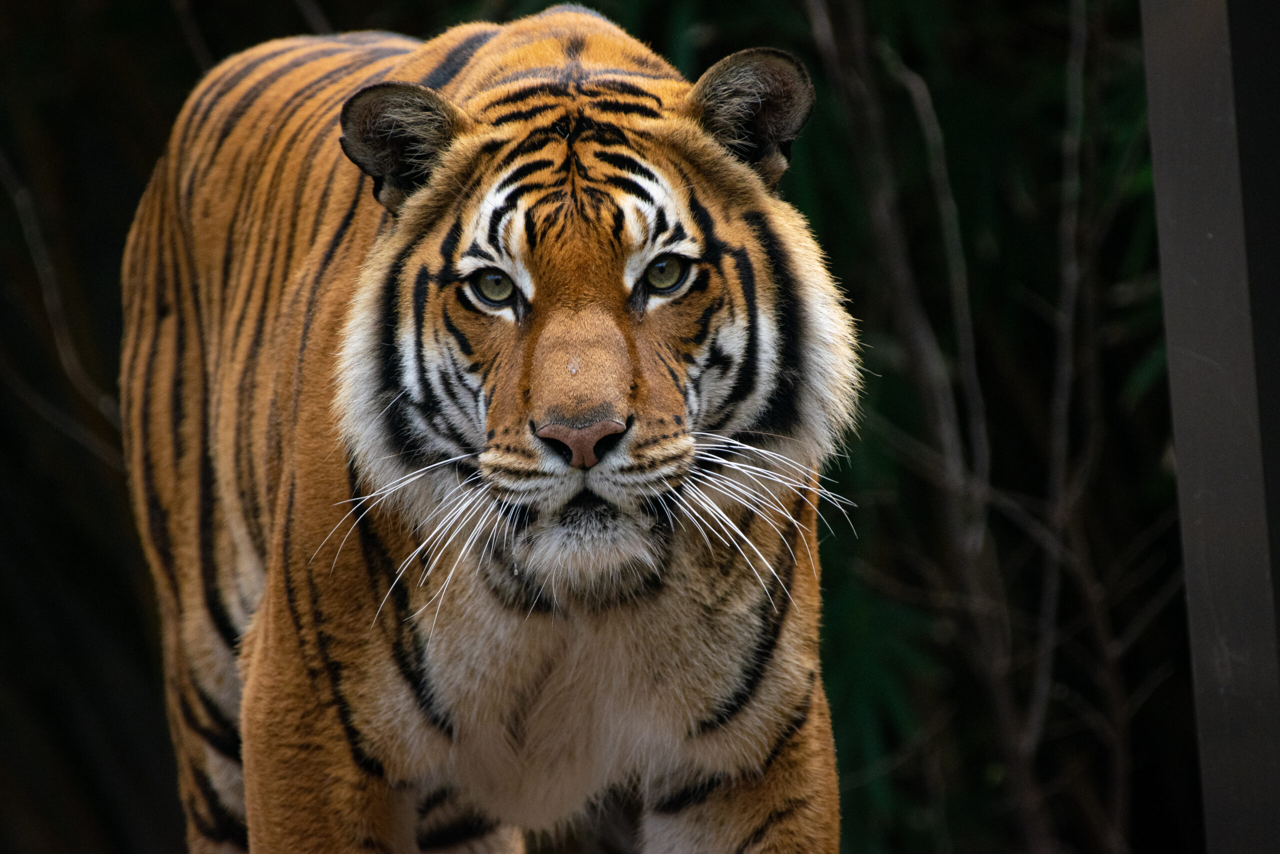 Lone Star - The Houston Zoo
