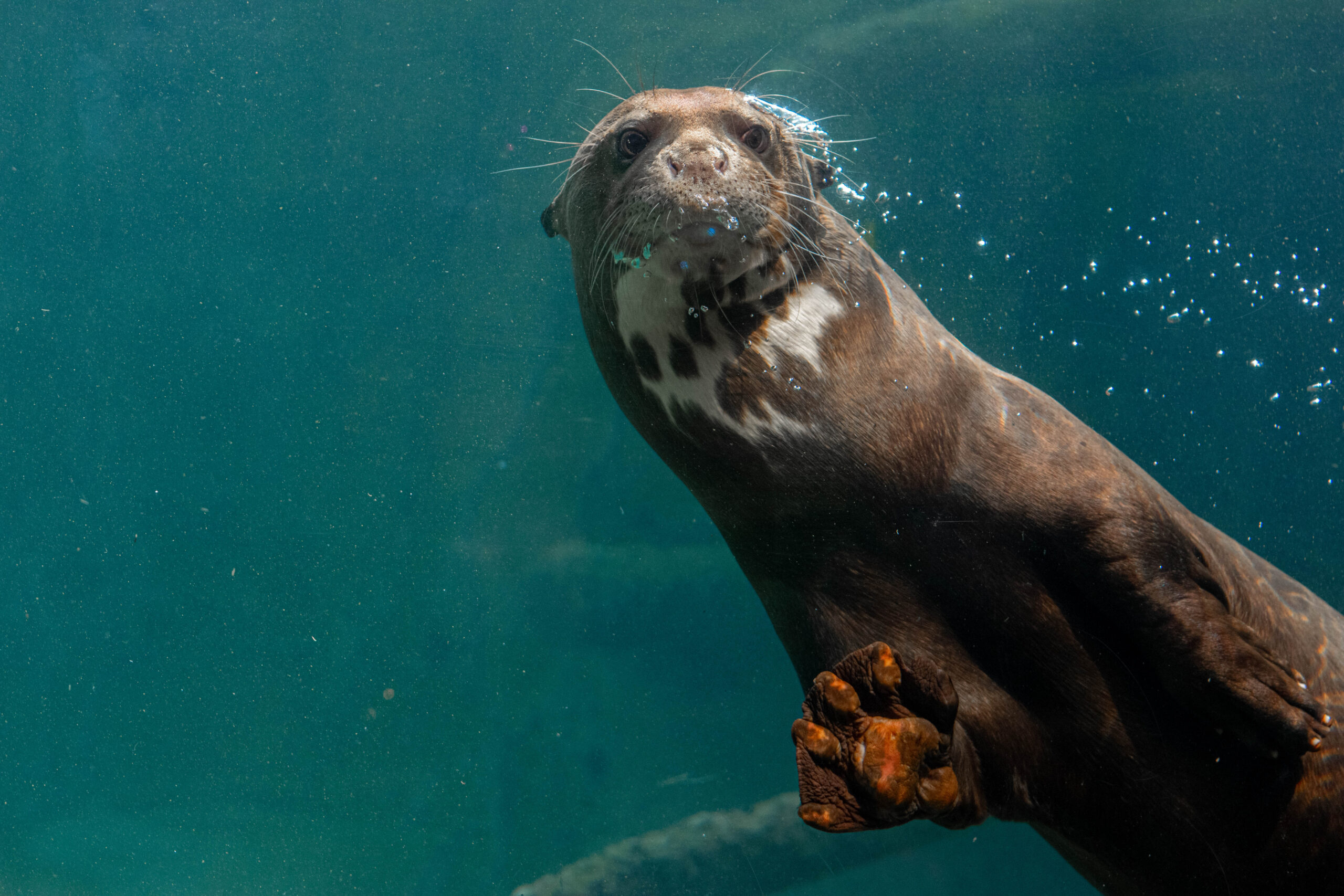 Houston Zoo Reopens Saturday with 713Day Ticket Offer For the Weekend