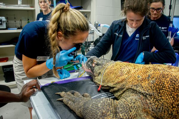 From Head to Tail: A Vet Exam with our Komodo Dragon