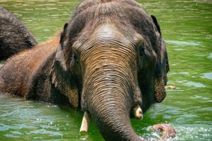 The Ultimate Summer Guide at Houston Zoo ☀️