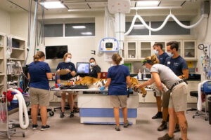 Celebrating our Vet techs