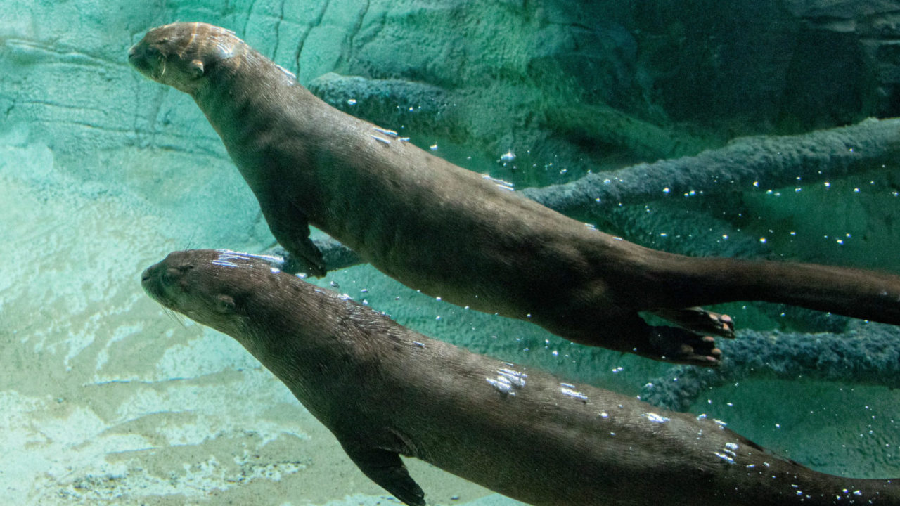 two giant river otters swimming under water
