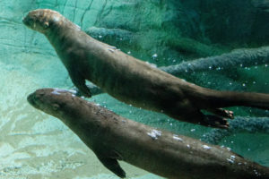 Giant River Otter
