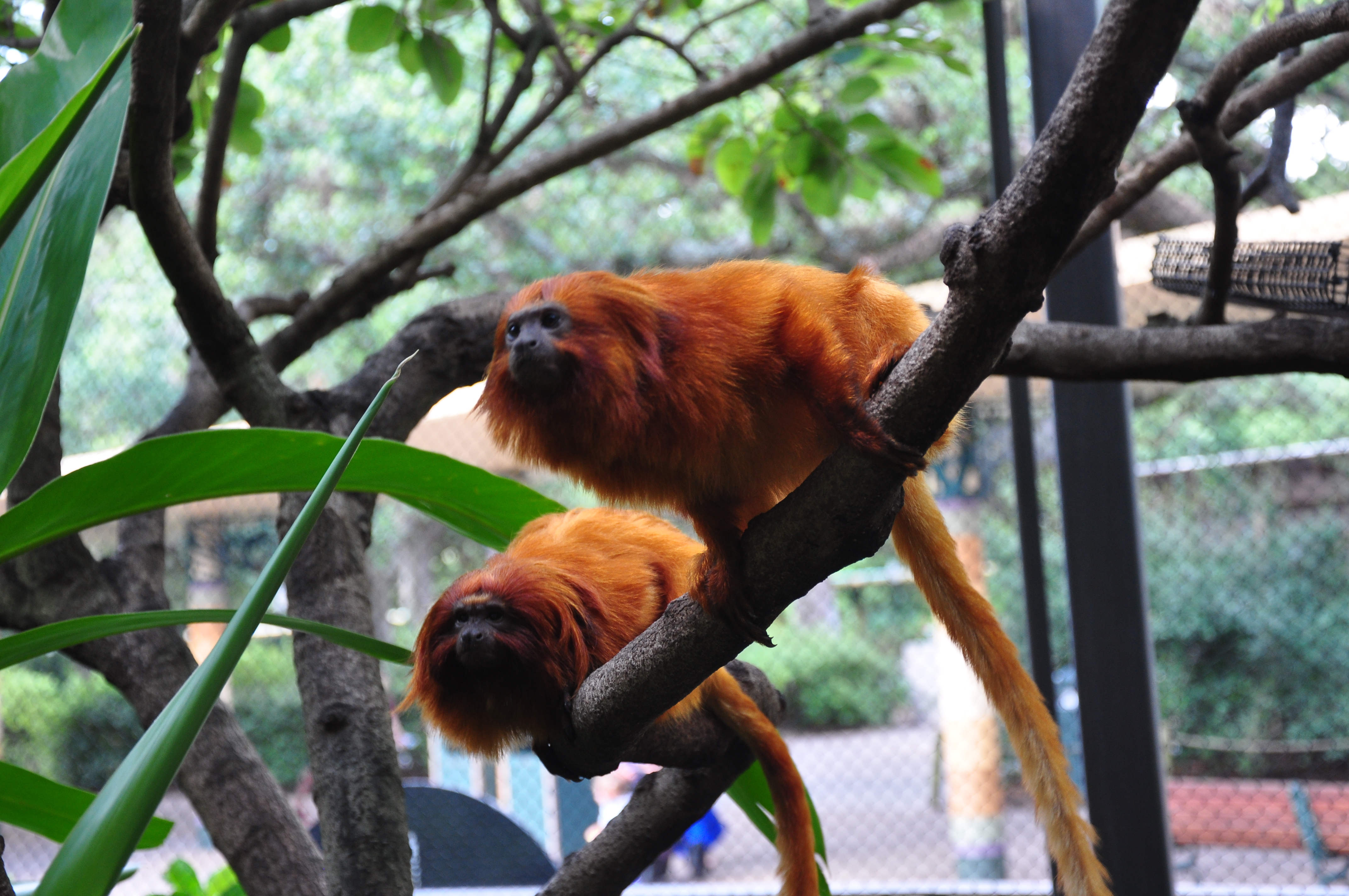 Where can I see the Golden Lion Tamarin in the wild