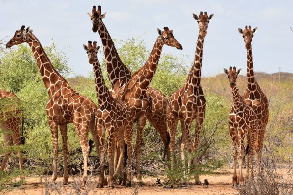 Protecting Kenya’s Endangered Wildlife: How you are Helping Giraffes and Hirola Survive in the Wild