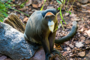 Swinging into Monkey Day