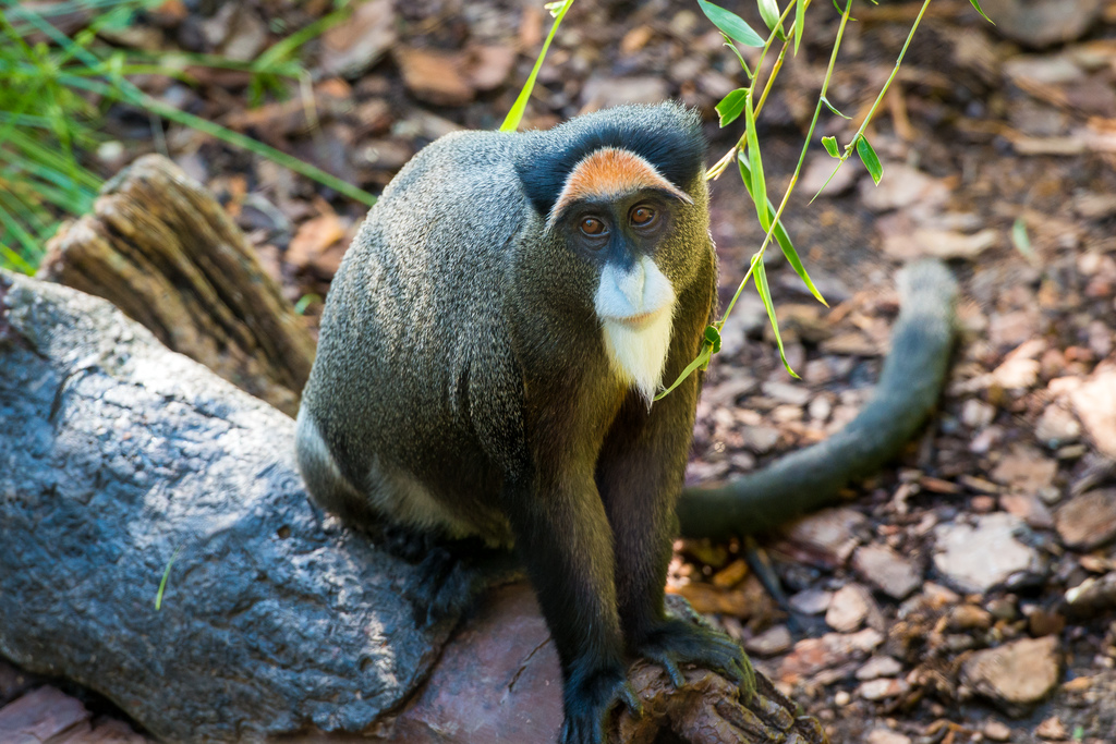 Monkey, De Brazza's - Safari West