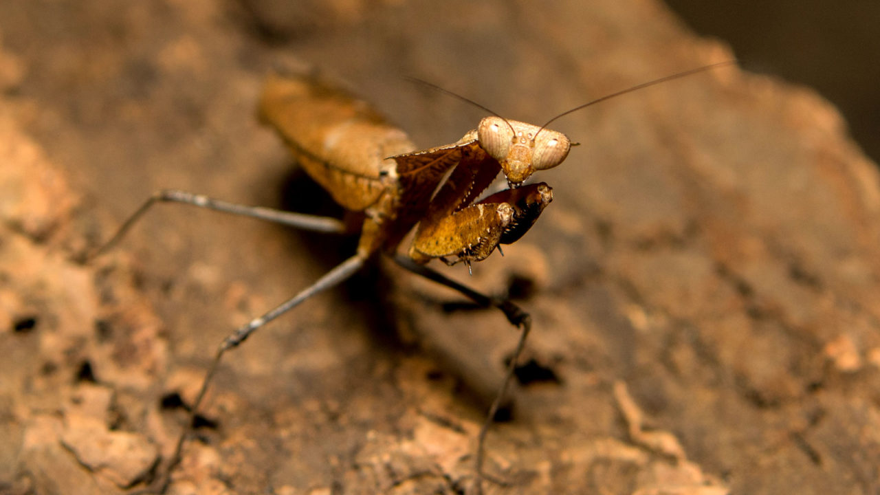 up-close shot of dead leaf mantis