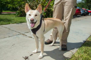 Dingo Walk