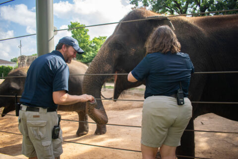 Houston Zoo Asian elephant Tess receives experimental EEHV mRNA vaccine developed with Baylor College of Medicine