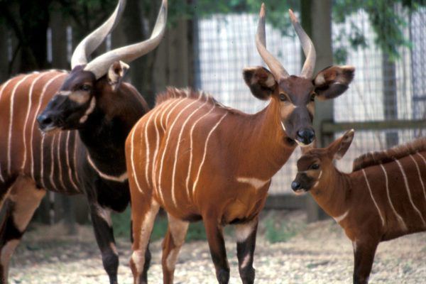 Eastern Bongo - The Houston Zoo