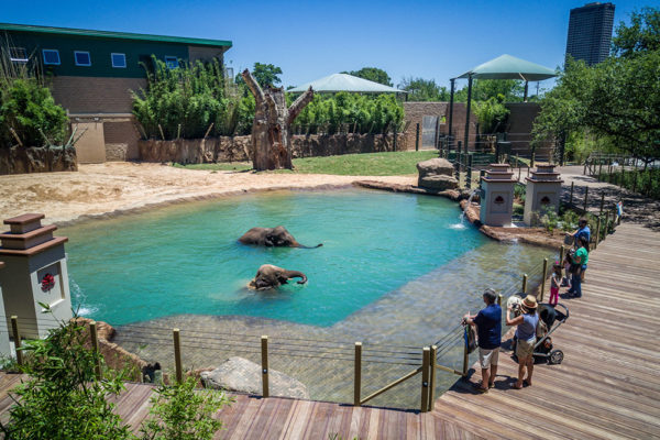elephant boardwalk with elephants in pool as guests watch