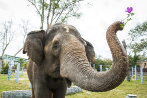 Zoo Sprouts! Enormous Elephants (18-23 months)