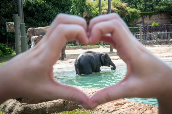 Show Tons of Love for Our Asian Elephants