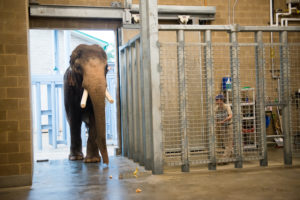 Elephant Habitat Doubling in 2017