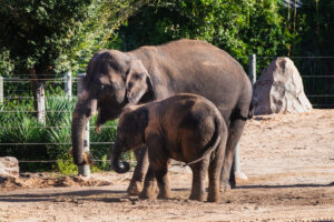 Shanti, Joy, and Kirby’s Big Move