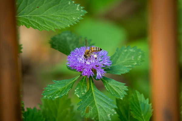 Good News: We are Creating Food Gardens for Animal Pollinators