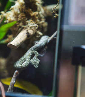 Eyelash viper