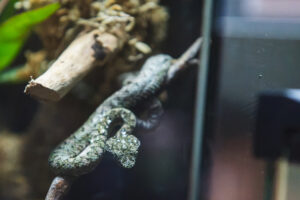 Small Arrivals, Big Conservation Milestones