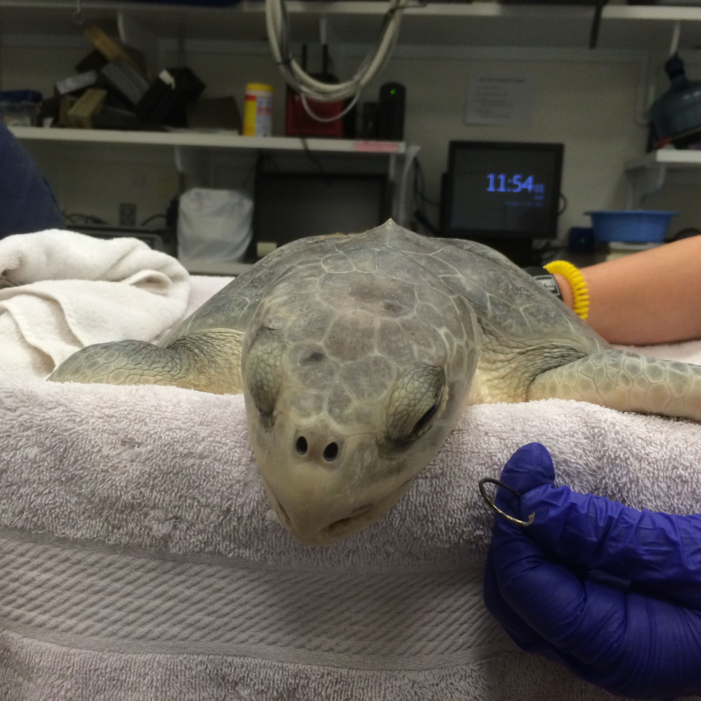 6 Sea Turtles Receive Care at the Houston Zoo - The Houston Zoo