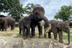 Five Under Five – Meet our Youngest Asian Elephants